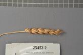 Click for 1 image(s) for this accession. Spike